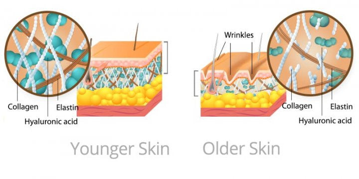 Skin Longevity with Snow Algae, a Featured Active in Skin Management System by Dr. Strauss