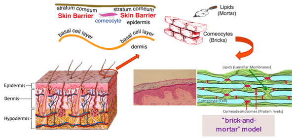 Unveiling the Intricate Symphony of Skin Lipids: A Sophisticated Approach to Skin Barrier Fortification