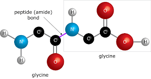 The Evolution of Peptides in Skin Care