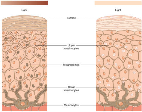 Age Spots and Hyperpigmentation: Why do they develop? – Skin Management System by Dr. Strauss
